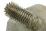 Flying Crotalocephalina Trilobite - Atchana, Morocco #359147-2